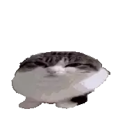 cat-transparent.webp